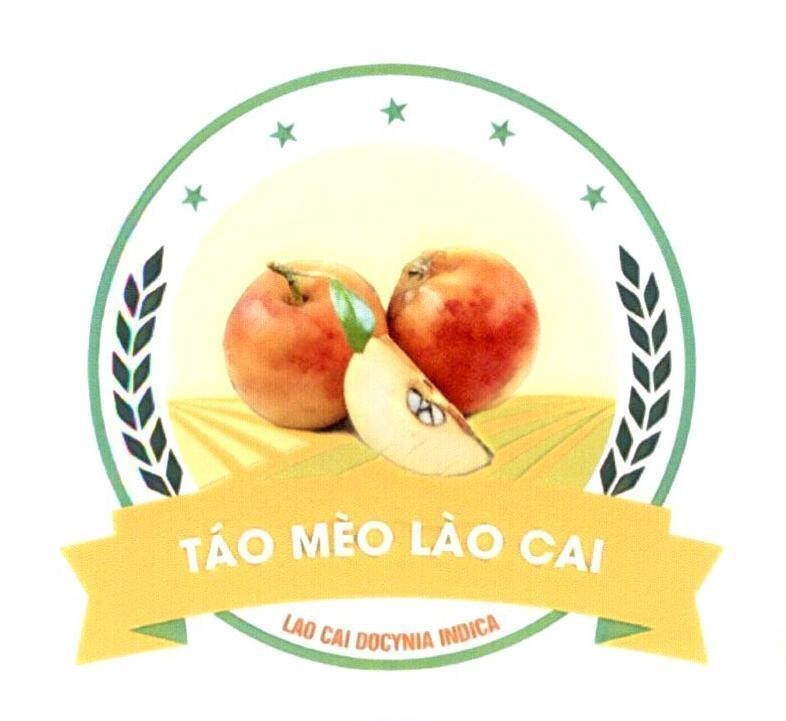 Táo Mèo Lào Cai LAO CAI DOCYNIA INDICA